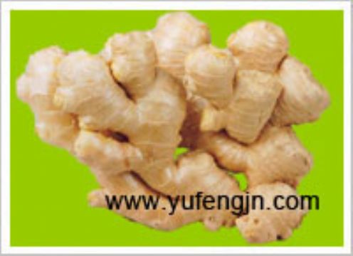 Fresh Ginger